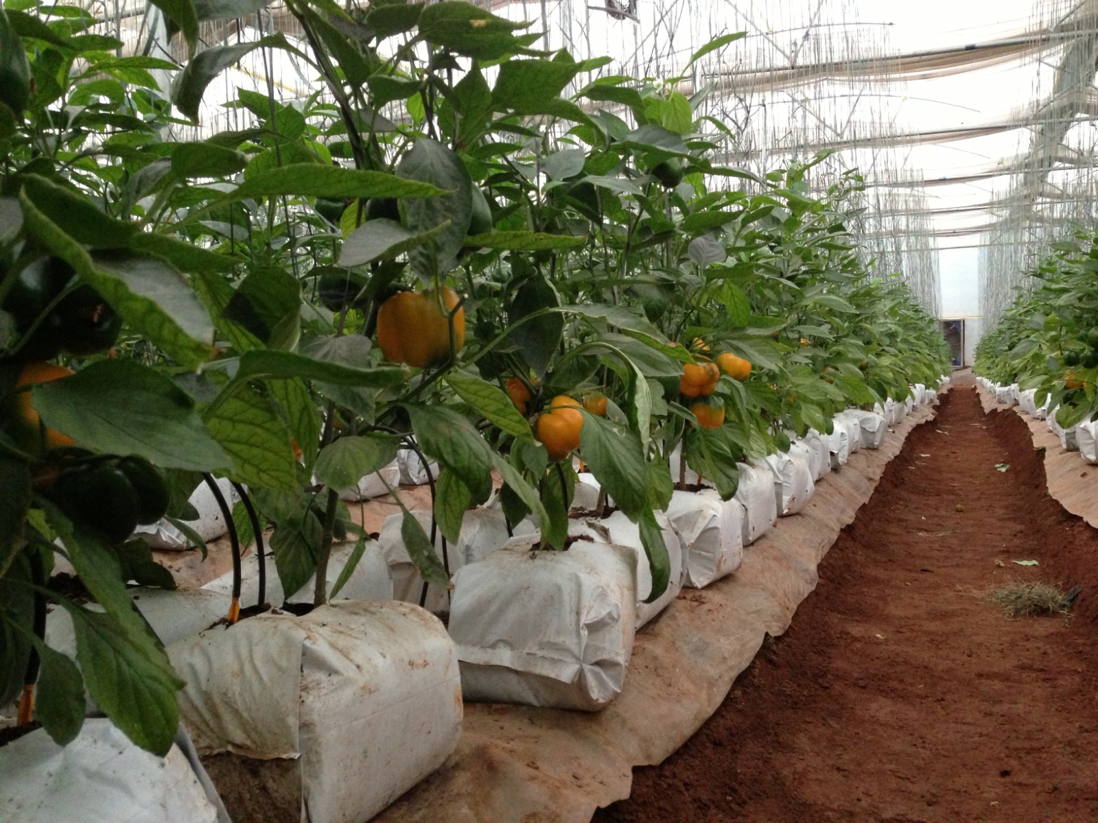 Greenhouse Project 40